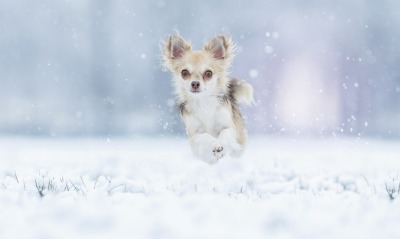 собака бежит на снегу зима