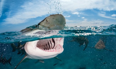 акула океан пасть вода