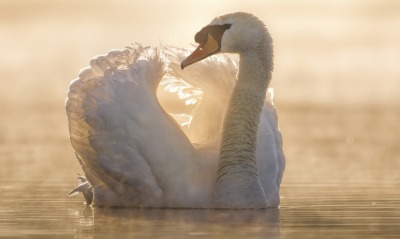 лебедь крылья озеро