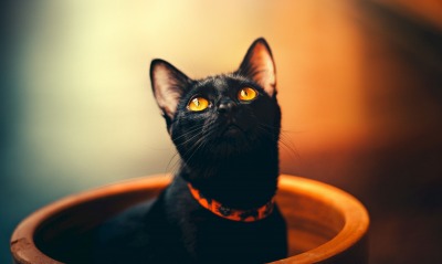кот черный взгляд кувшин