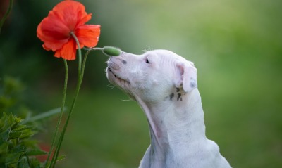 собака белый пес цветок