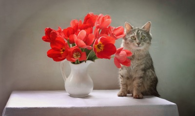 кот цветы ваза красные