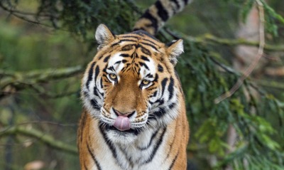 тигр, язык