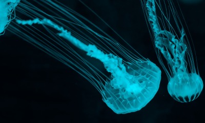 медуза глубина свечение неон