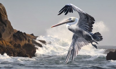 пеликан птица полет прибой волна
