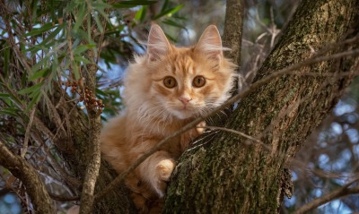 кот рыжий дерево пушистый