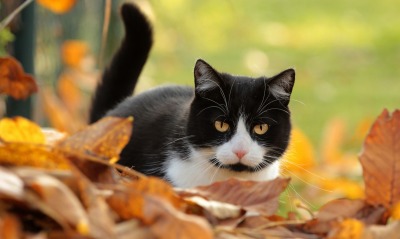 кот листья осень