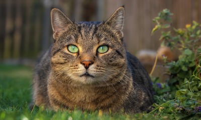 кошка трава зеленые глаза