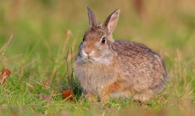 кролик в траве серый уши