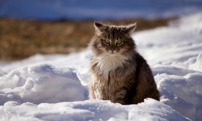 кот пушистый снег