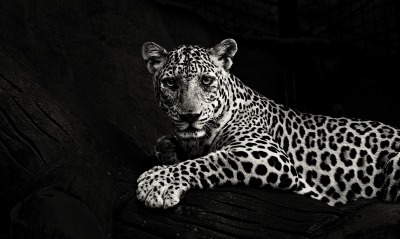 ягуар белый хищник лежит