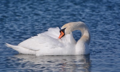 лебедь озеро белый
