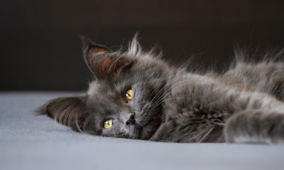 котенок, серый