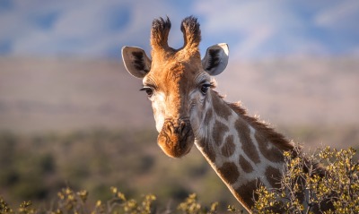 жираф, голова