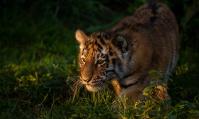 тигр хищник трава