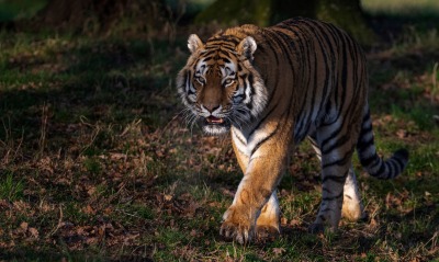 тигр хищник травав
