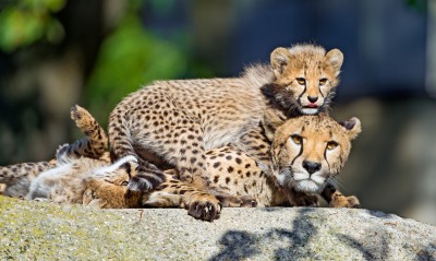 леопард детеныш лежит на камне семья