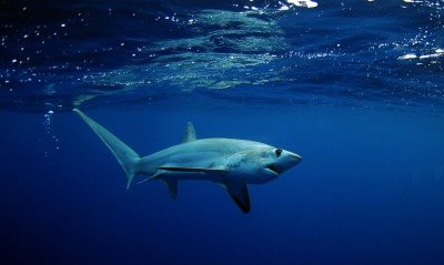 акула подводный мир вода