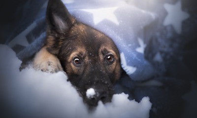 собака щенок под одеялом