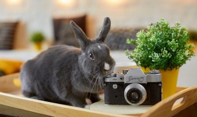 кролик, фотоаппарат