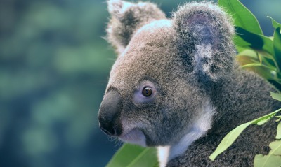 коала австралия мордочка нос