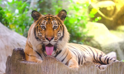 тигр лежит хищник язык пасть