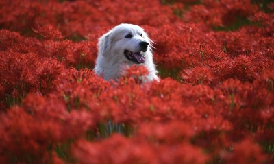 собака цветы цветочная поляна