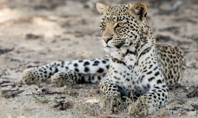 леопард хищник песок