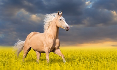 красивая, лошадь