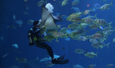 рыбы подводный мир скат аквалангист
