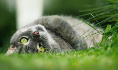 кошка трава лежит мордочка зеленые глаза