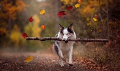 собака палка лес осень листья