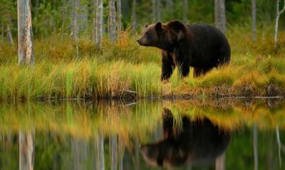 медведь озеро трава деревья