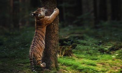 тигр дерево лес мох