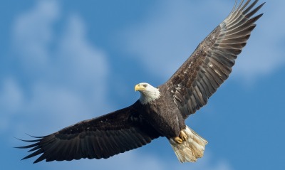 белоголовый орлан крылья полет небо