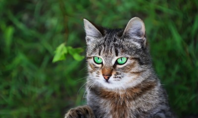 кот мордочка зеленые глаза