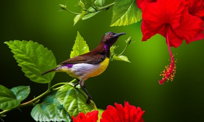 птица ветка цветы