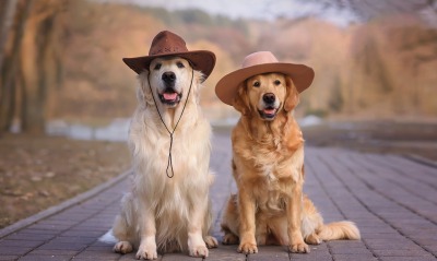 собаки, шляпа