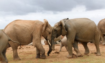 слоны, саванна