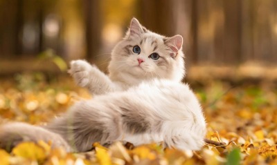 кот осень листья игривый