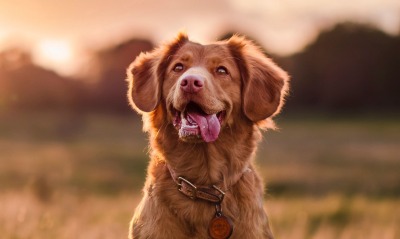 собака счастливый пес на закате