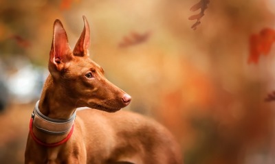 собака крупный план рыжая осень