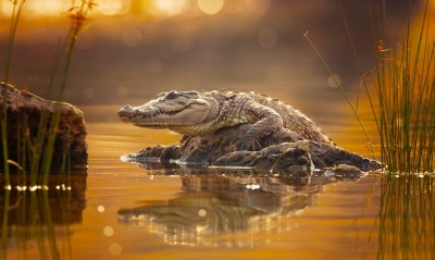 крокодил болото камень хищник рептилия