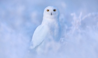 сова белая зима