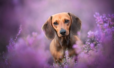 собака цветы фиолетовый