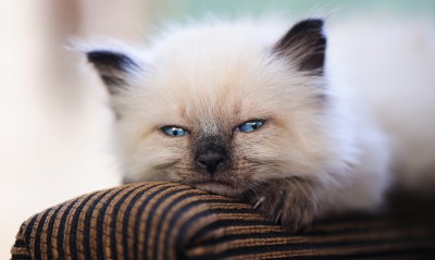 кот котенок сеамский лежит