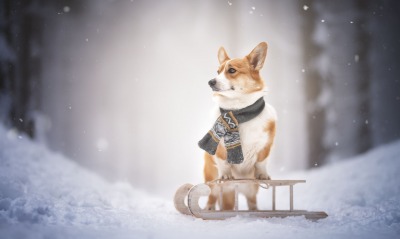 собака снег санки