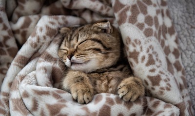 котенок одеяло лежит спит