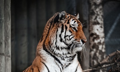 тигр хищник голова