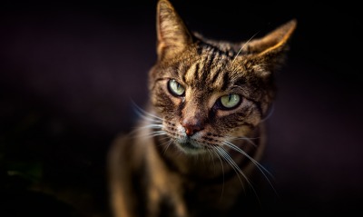 кот коричневый взгляд морда крупный план